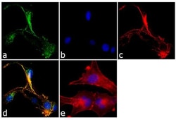 Invitrogen SNAP23 Polyclonal Antibody 100 &mu;g; Unconjugated:Antibodies,