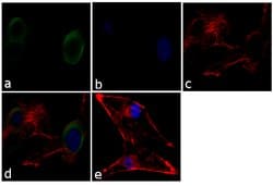 Invitrogen MUNC18 Polyclonal Antibody 100 &mu;g; Unconjugated:Antibodies,