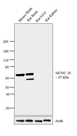 Invitrogen MUNC18 Polyclonal Antibody 100 &mu;g; Unconjugated:Antibodies,