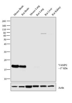 Invitrogen™ VAMP2 Polyclonal Antibody