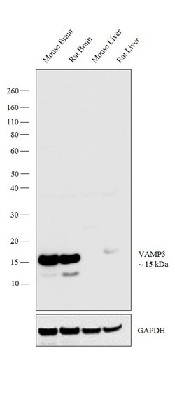 Invitrogen VAMP3 Polyclonal Antibody 100 &mu;g; Unconjugated:Antibodies,