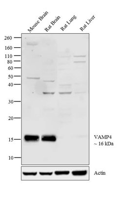 Invitrogen VAMP4 Polyclonal Antibody 100 &mu;g; Unconjugated:Antibodies,