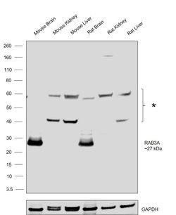 Invitrogen RAB3A Polyclonal Antibody 100 &mu;g; Unconjugated:Antibodies,
