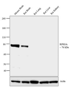 Invitrogen RPH3A Polyclonal Antibody 100 &mu;g; Unconjugated:Antibodies,