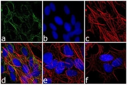 Invitrogen RARA Polyclonal Antibody 100 &mu;L; Unconjugated:Antibodies,