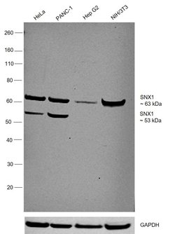 Invitrogen SNX1 Polyclonal Antibody 100 &mu;g; Unconjugated:Antibodies,