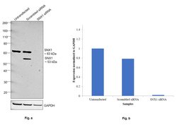 Invitrogen SNX1 Polyclonal Antibody 100 &mu;g; Unconjugated:Antibodies,