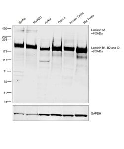Laminin A/B Polyclonal Antibody, Invitrogen 50 &mu;L; Unconjugated:Antibodies,