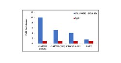 Invitrogen DNA-PK Polyclonal Antibody 100 &mu;L; Unconjugated:Antibodies,