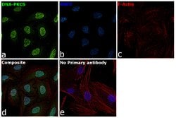 Invitrogen DNA-PK Polyclonal Antibody 100 &mu;L; Unconjugated:Antibodies,