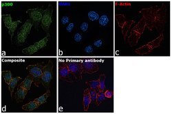 Invitrogen p300 Polyclonal Antibody 100 &mu;g; Unconjugated:Antibodies,