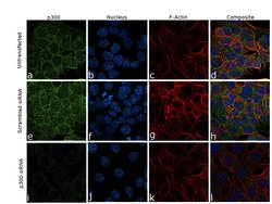 Invitrogen p300 Polyclonal Antibody 100 &mu;g; Unconjugated:Antibodies,