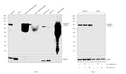 Invitrogen Transferrin Polyclonal Antibody 1 mg; Unconjugated:Antibodies,