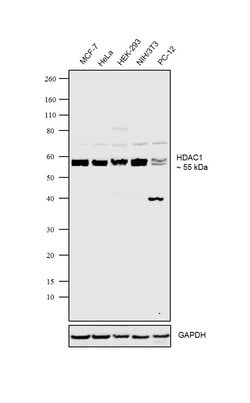 Invitrogen HDAC1 Polyclonal Antibody 100 &mu;g; Unconjugated:Antibodies,