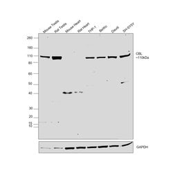 Invitrogen c-Cbl Polyclonal Antibody 100 &mu;g; Unconjugated:Antibodies,