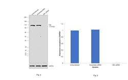 Invitrogen c-Cbl Polyclonal Antibody 100 &mu;g; Unconjugated:Antibodies,