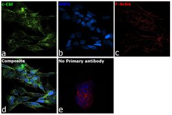 Invitrogen c-Cbl Polyclonal Antibody 100 &mu;g; Unconjugated:Antibodies,