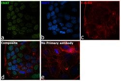 Invitrogen ChAT Polyclonal Antibody 100 &mu;g | Buy Online | Invitrogen&trade; | Fisher Scientific