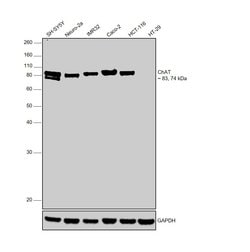 Invitrogen ChAT Polyclonal Antibody 100 &mu;g | Buy Online | Invitrogen&trade; | Fisher Scientific