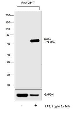 Invitrogen COX2 Polyclonal Antibody 100 &mu;g; Unconjugated:Antibodies,