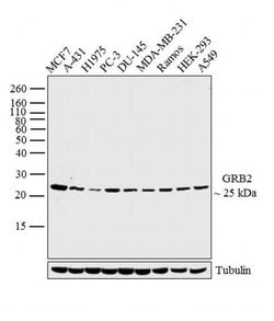 Invitrogen GRB2 Polyclonal Antibody 100 &mu;g; Unconjugated:Antibodies,