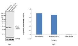 Invitrogen GRB2 Polyclonal Antibody 100 &mu;g; Unconjugated:Antibodies,