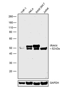 Invitrogen IRAK4 Polyclonal Antibody 100 &mu;g; Unconjugated:Antibodies,
