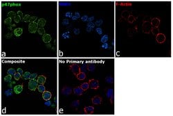Invitrogen p47phox Polyclonal Antibody 100 &mu;g; Unconjugated:Antibodies,