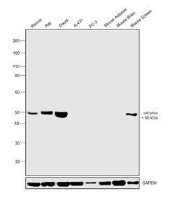 Invitrogen p47phox Polyclonal Antibody 100 &mu;g; Unconjugated:Antibodies,