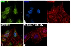 Invitrogen RAN Polyclonal Antibody 100 &mu;g; Unconjugated:Antibodies,