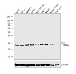 Invitrogen RAN Polyclonal Antibody 100 &mu;g; Unconjugated:Antibodies,