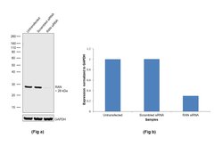 Invitrogen RAN Polyclonal Antibody 100 &mu;g; Unconjugated:Antibodies,