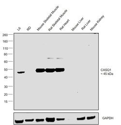 Invitrogen Calsequestrin Polyclonal Antibody 100 &mu;L; Unconjugated:Antibodies,