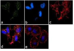 Invitrogen HCN2 Polyclonal Antibody 100 &mu;g; Unconjugated:Antibodies,