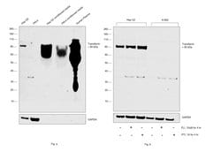 Invitrogen Transferrin Polyclonal Antibody 500 &mu;g; Unconjugated:Antibodies,