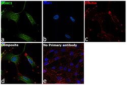 Invitrogen VDAC Polyclonal Antibody 100 &mu;g; Unconjugated:Antibodies,