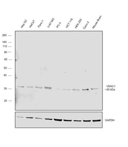 Invitrogen VDAC Polyclonal Antibody 100 &mu;g; Unconjugated:Antibodies,