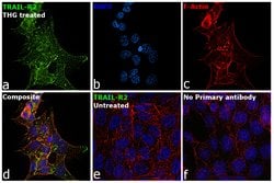 Invitrogen TRAIL-R2 (DR5) Polyclonal Antibody 100 &mu;g; Unconjugated:Antibodies,