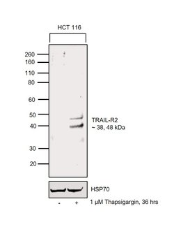 Invitrogen TRAIL-R2 (DR5) Polyclonal Antibody 100 &mu;g; Unconjugated:Antibodies,