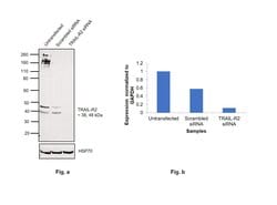 Invitrogen TRAIL-R2 (DR5) Polyclonal Antibody 100 &mu;g; Unconjugated:Antibodies,
