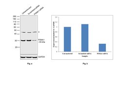 Invitrogen PSMA1 Polyclonal Antibody 100 &mu;g; Unconjugated:Antibodies,