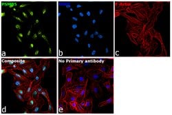 Invitrogen PSMB5 Polyclonal Antibody 100 &mu;g; Unconjugated:Antibodies,