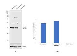 Invitrogen PSMB5 Polyclonal Antibody 100 &mu;g; Unconjugated:Antibodies,
