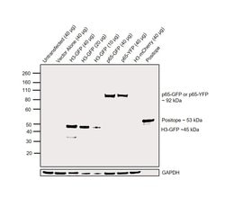 Invitrogen™ GFP Polyclonal Antibody