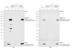 Invitrogen Myc Tag Polyclonal Antibody 100 &mu;L; Unconjugated:Antibodies,