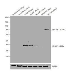 Invitrogen GST Tag Polyclonal Antibody 100 &mu;g; Unconjugated:Antibodies,
