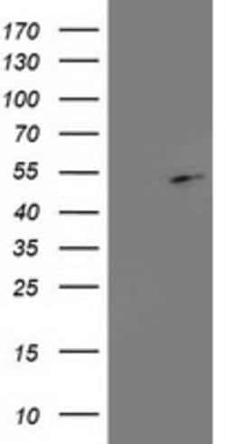 PA2G4 Mouse anti-Human, Clone: OTI1D3, lyophilized, TrueMAB 100 &mu;g;