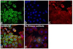 Invitrogen™ Cyclophilin 40 Polyclonal Antibody