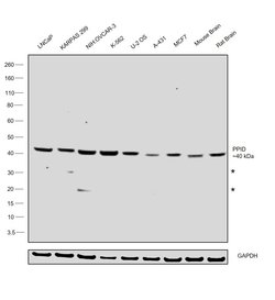 Invitrogen Cyclophilin 40 Polyclonal Antibody 100 &mu;L; Unconjugated:Antibodies,