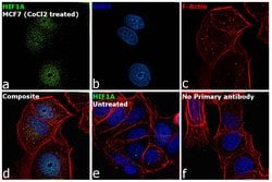 Invitrogen HIF1A Polyclonal Antibody 100 &mu;L | Buy Online | Invitrogen&trade; | Fisher Scientific